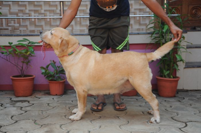 DogsIndia.com - Labrador Retriever - Rajesh Poojary - Birva Kennel