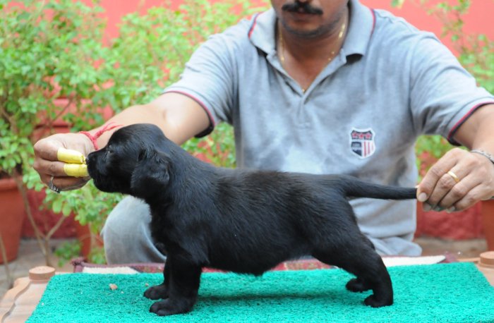 DogsIndia.com - Labrador Retriever - Rajesh Poojary - Birva Kennel