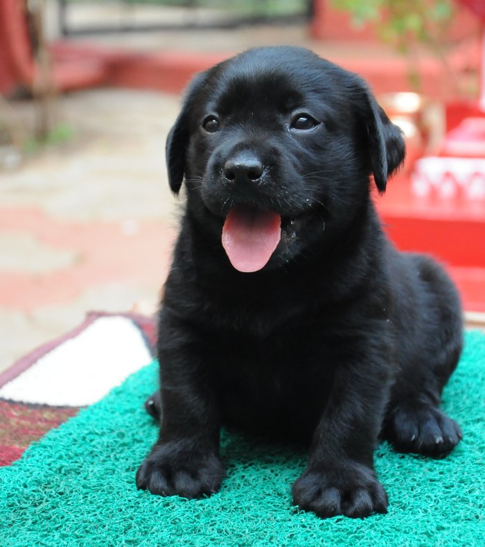 DogsIndia.com - Labrador Retriever - Rajesh Poojary - Birva Kennel