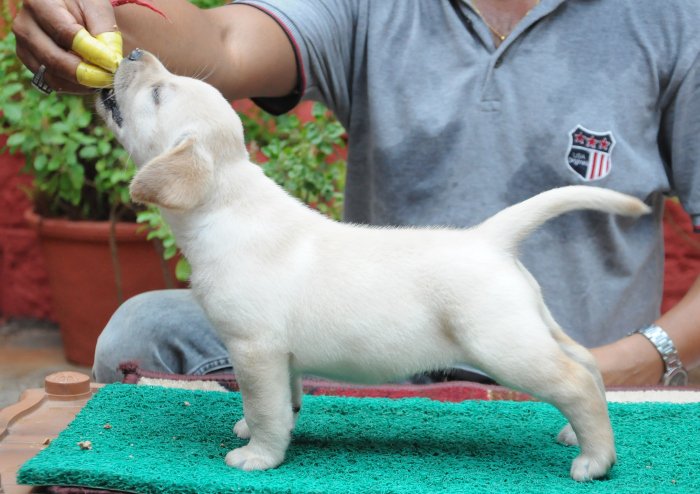 DogsIndia.com - Labrador Retriever - Rajesh Poojary - Birva Kennel