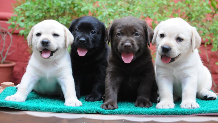 DogsIndia.com - Labrador Retriever - Rajesh Poojary - Birva Kennel