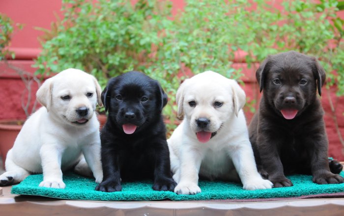 DogsIndia.com - Labrador Retriever - Rajesh Poojary - Birva Kennel
