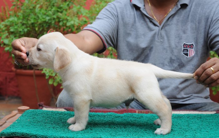 DogsIndia.com - Labrador Retriever - Rajesh Poojary - Birva Kennel