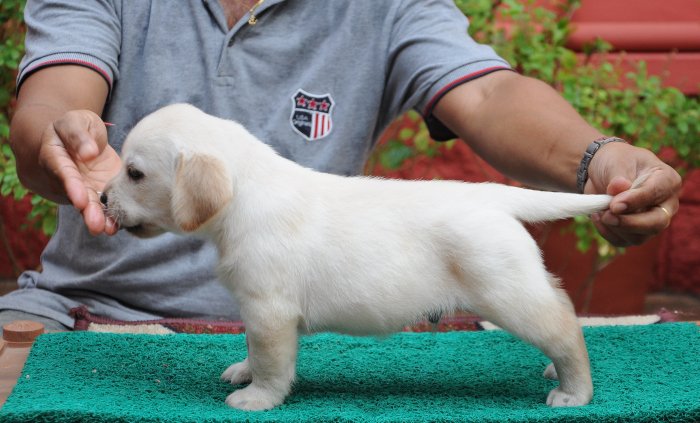 DogsIndia.com - Labrador Retriever - Rajesh Poojary - Birva Kennel