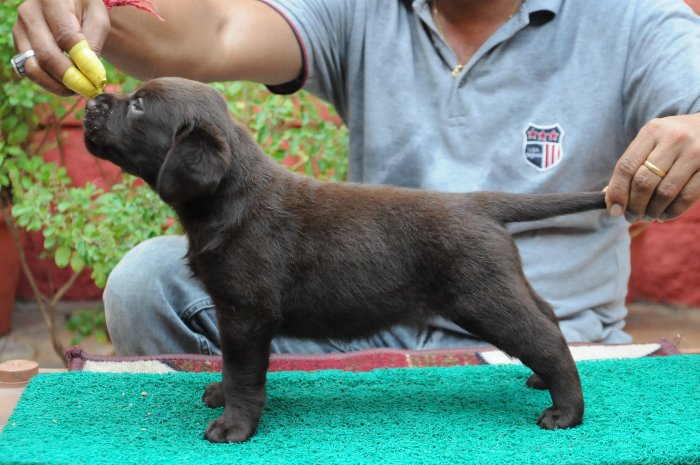 DogsIndia.com - Labrador Retriever - Rajesh Poojary - Birva Kennel