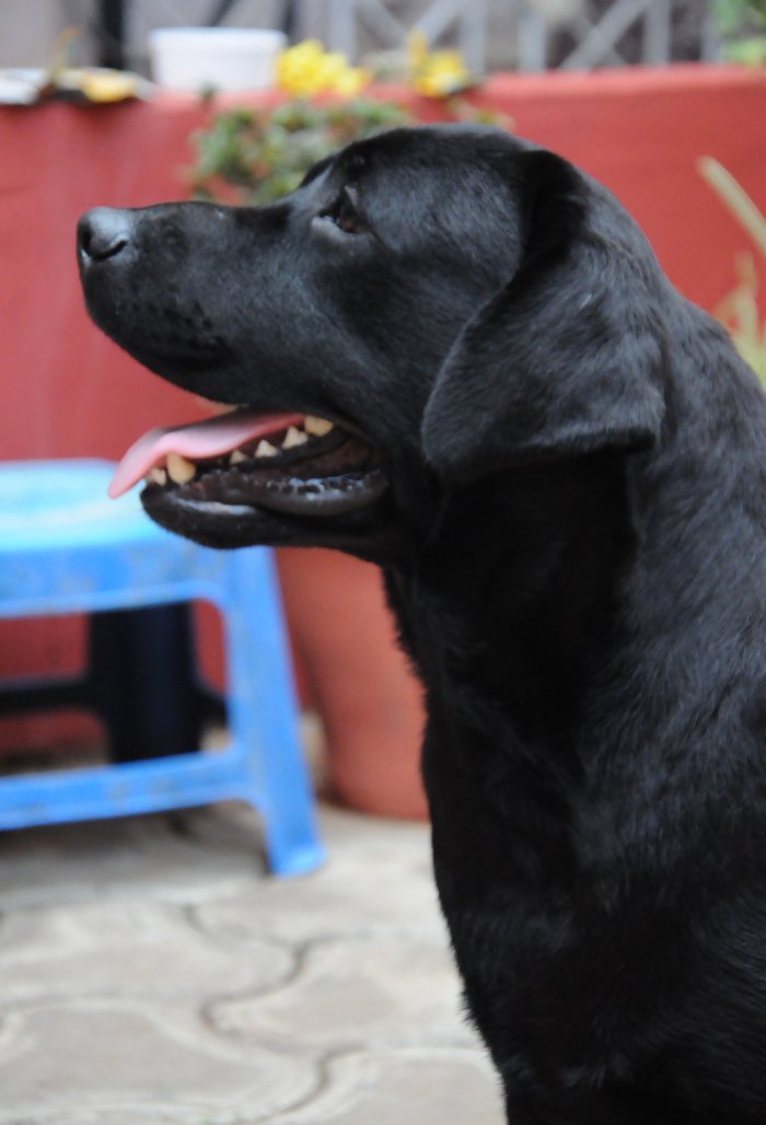DogsIndia.com - Labrador Retriever - Rajesh Poojary - Birva Kennel