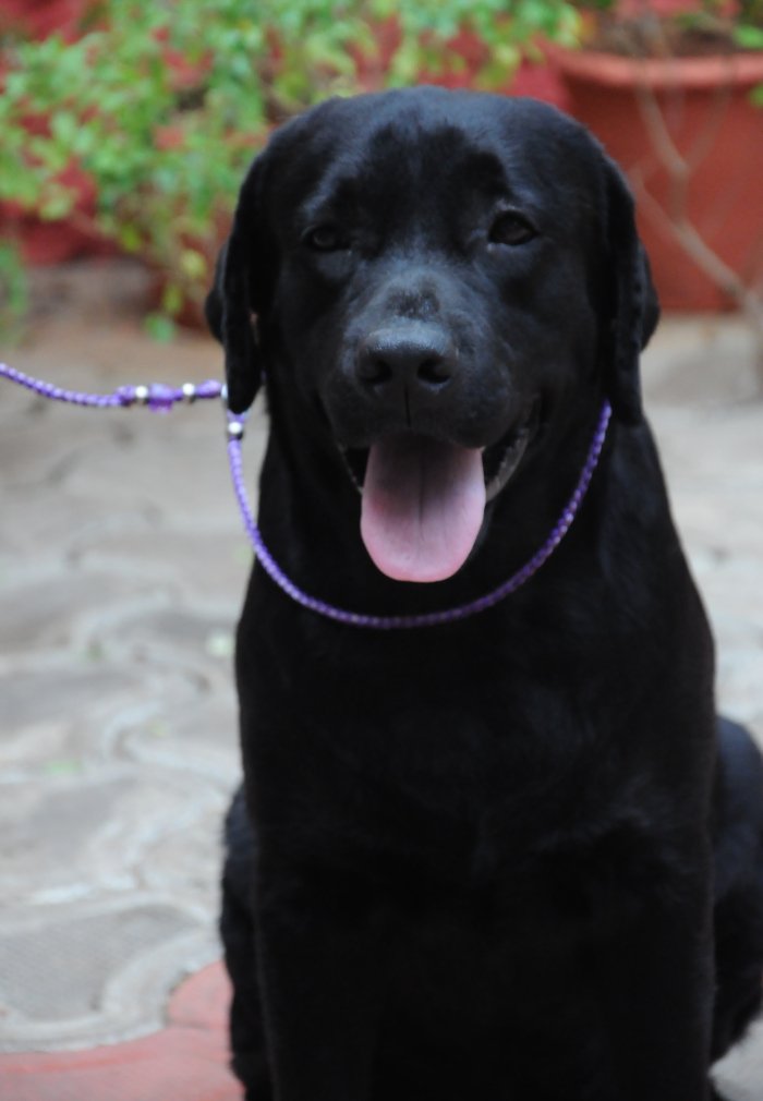 DogsIndia.com - Labrador Retriever - Rajesh Poojary - Birva Kennel