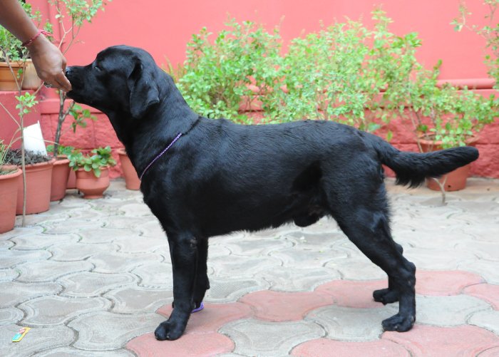 DogsIndia.com - Labrador Retriever - Rajesh Poojary - Birva Kennel