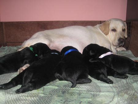 Croftsway kennels sale