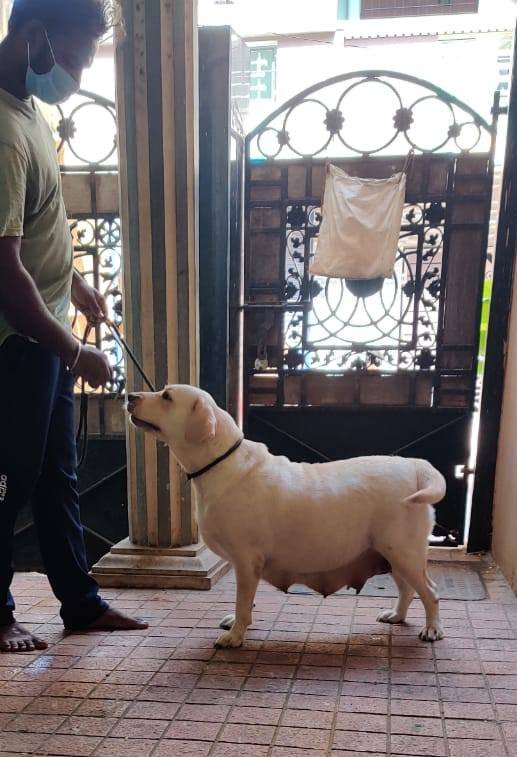 DogsIndia.com - Labrador Retriever - Aapas Kennel - Saravanan