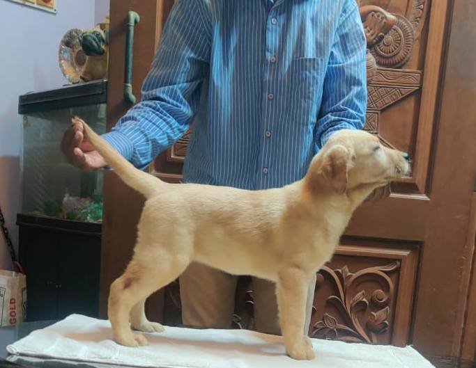 DogsIndia.com - Labrador Retriever - Aapas Kennel - Saravanan