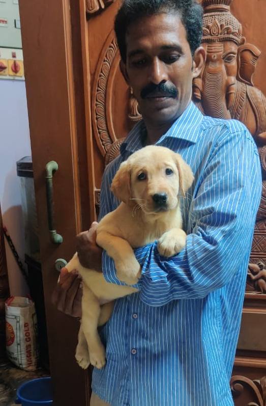 DogsIndia.com - Labrador Retriever - Aapas Kennel - Saravanan