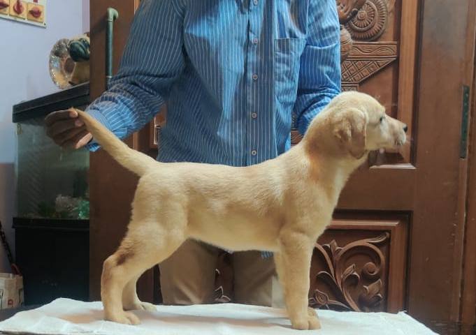 DogsIndia.com - Labrador Retriever - Aapas Kennel - Saravanan