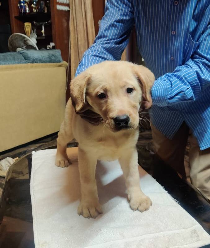 DogsIndia.com - Labrador Retriever - Aapas Kennel - Saravanan