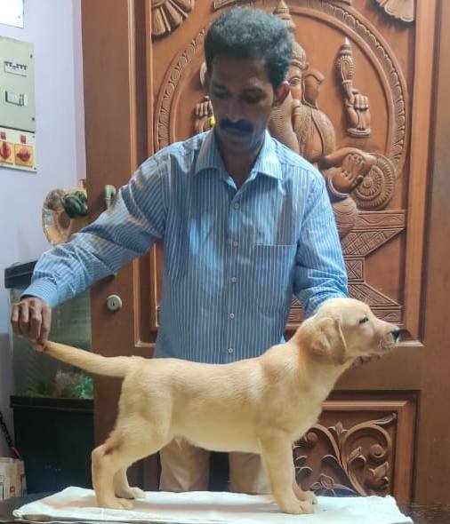 DogsIndia.com - Labrador Retriever - Aapas Kennel - Saravanan