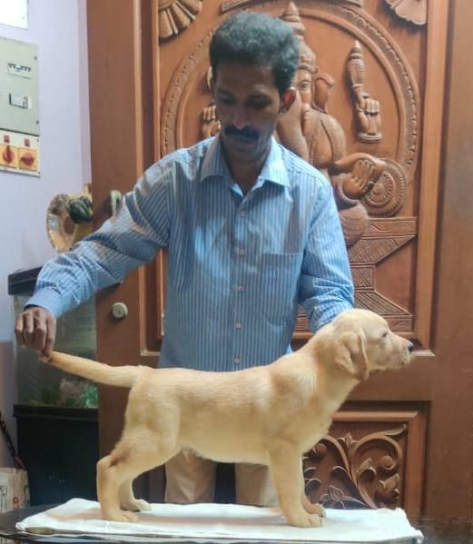 DogsIndia.com - Labrador Retriever - Aapas Kennel - Saravanan