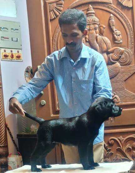 DogsIndia.com - Labrador Retriever - Aapas Kennel - Saravanan