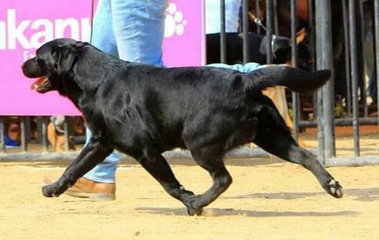 DogsIndia.com - Labrador Retriever - Aapas Kennel - Saravanan