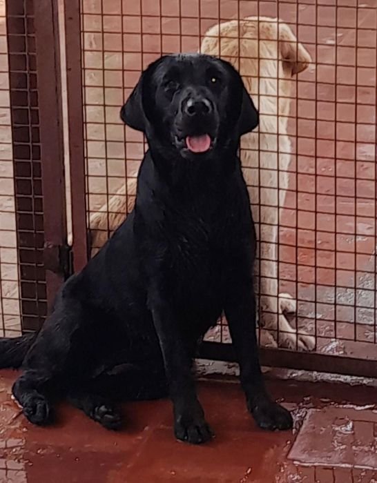 DogsIndia.com - Labrador Retriever - Sunflame Labradors - Rajan