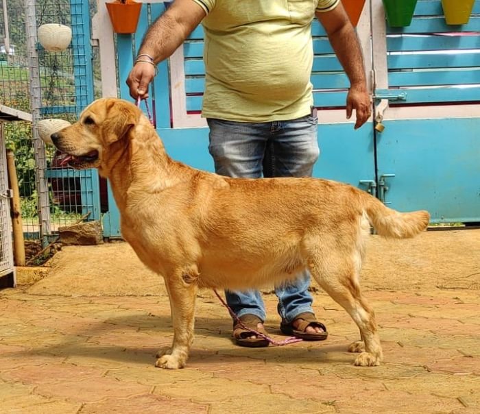 DogsIndia.com - Labrador Retriever - Vemo Outriders Kennel