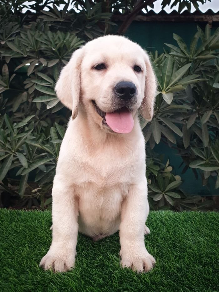 DogsIndia.com - Labrador Retriever - Vemo