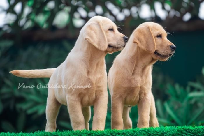 DogsIndia.com - Labrador Retriever - Vemo