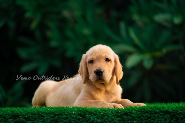 DogsIndia.com - Labrador Retriever - Vemo