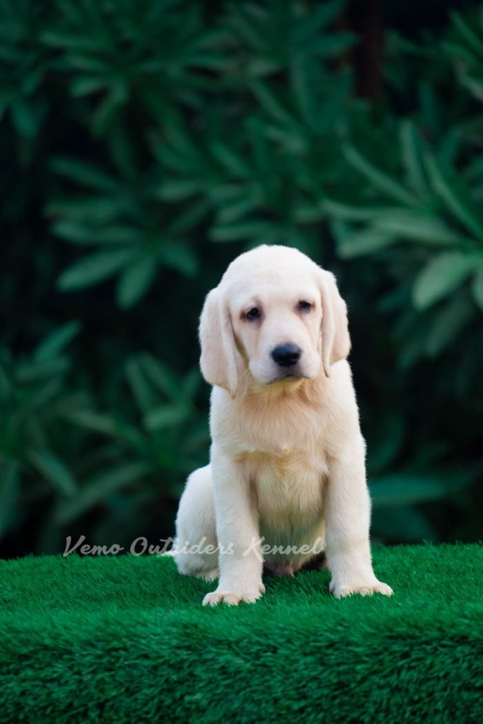 DogsIndia.com - Labrador Retriever - Vemo