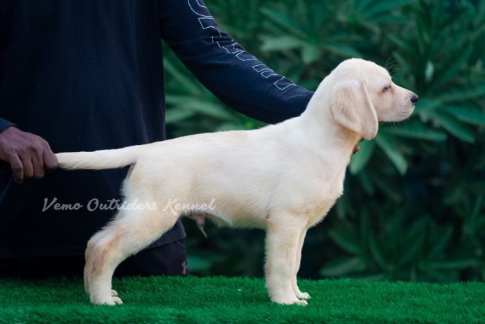 DogsIndia.com - Labrador Retriever - Vemo