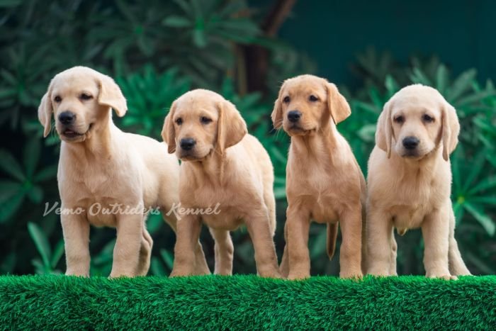 DogsIndia.com - Labrador Retriever - Vemo