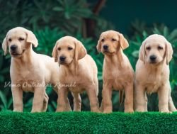 DogsIndia.com - Labrador Retriever - Vemo