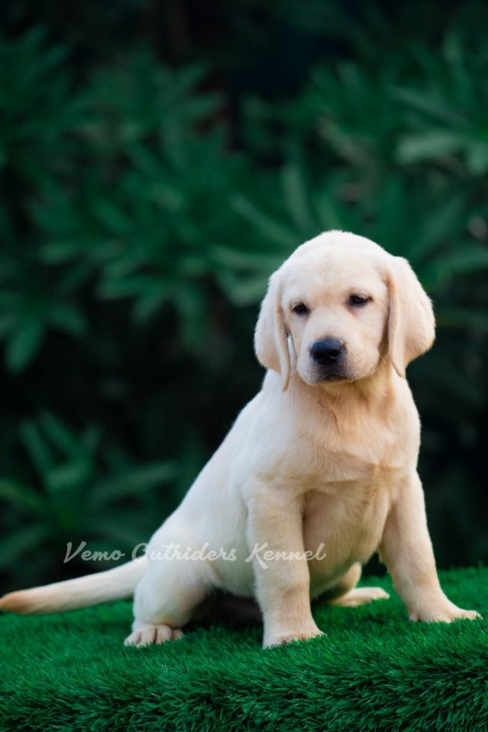 DogsIndia.com - Labrador Retriever - Vemo