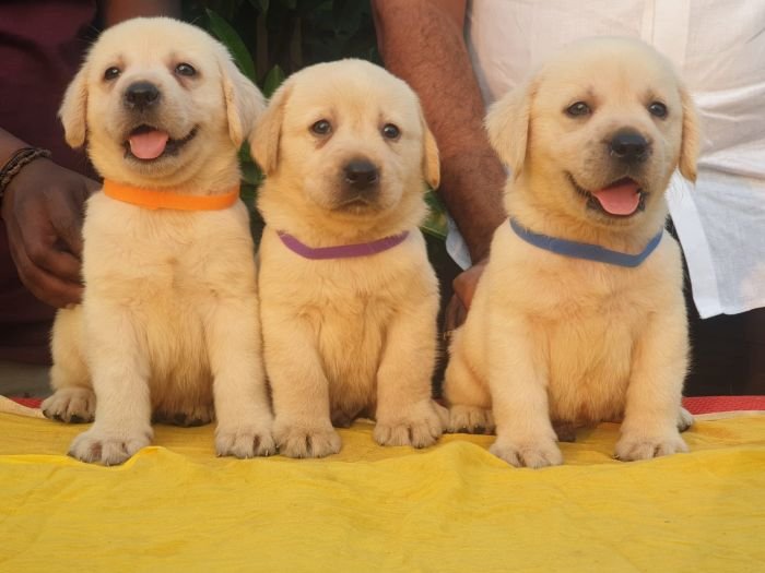 DogsIndia.com - Labrador Retriever - Vemo Outriders Kennel