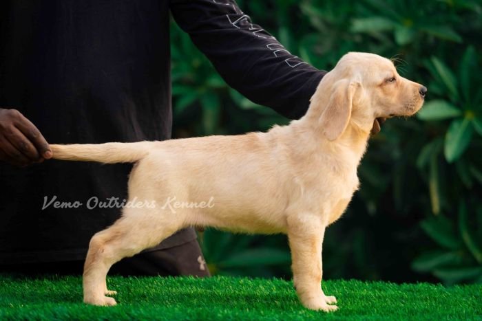DogsIndia.com - Labrador Retriever - Vemo