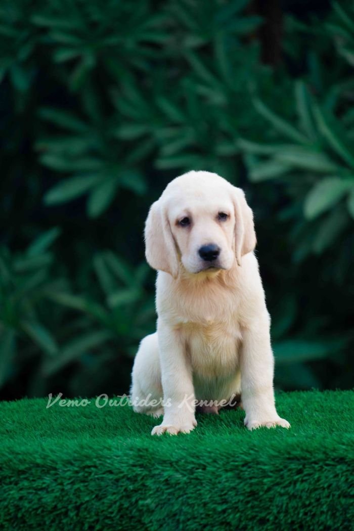 DogsIndia.com - Labrador Retriever - Vemo