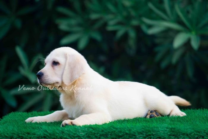 DogsIndia.com - Labrador Retriever - Vemo