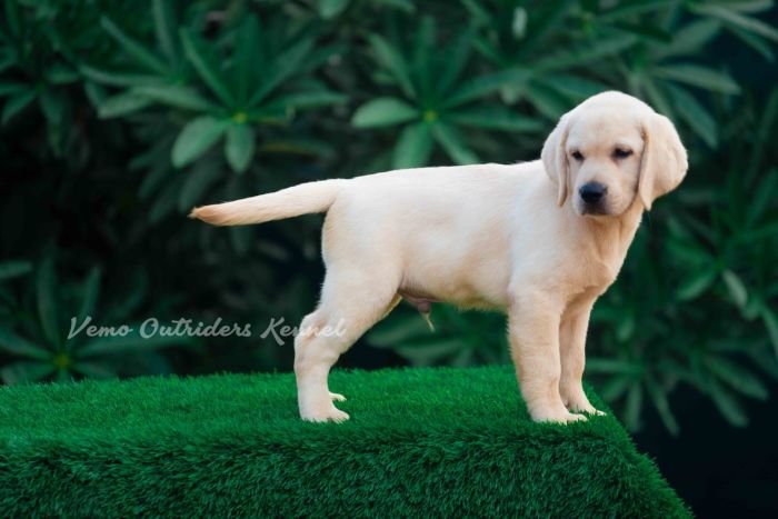 DogsIndia.com - Labrador Retriever - Vemo
