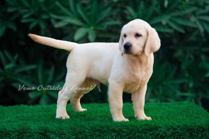 DogsIndia.com - Labrador Retriever - Vemo
