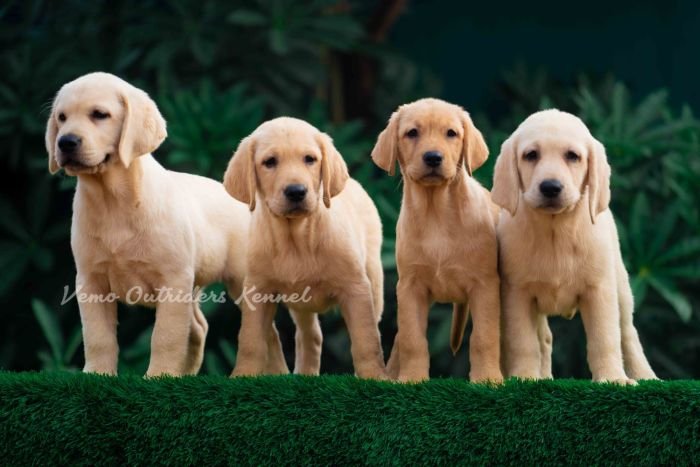 DogsIndia.com - Labrador Retriever - Vemo