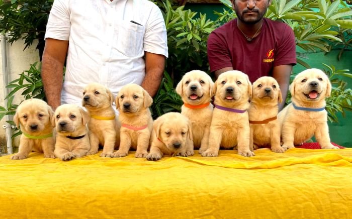 DogsIndia.com - Labrador Retriever - Vemo Outriders Kennel