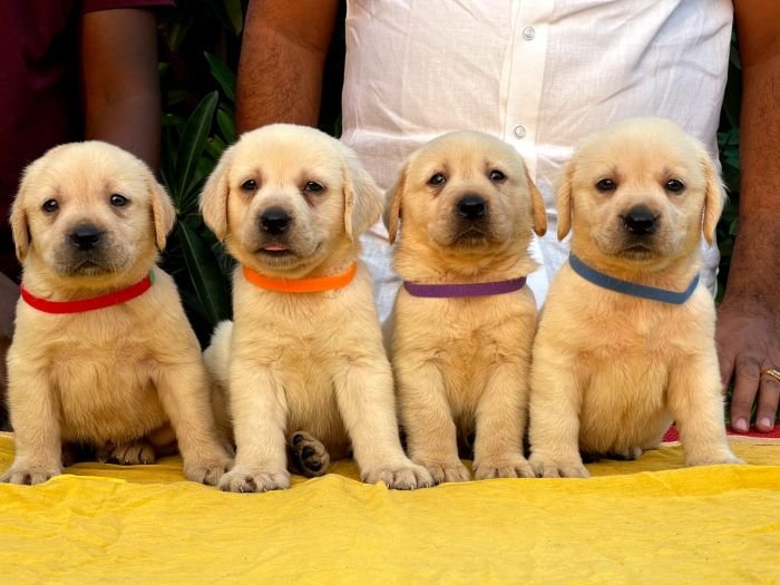 DogsIndia.com - Labrador Retriever - Vemo Outriders Kennel