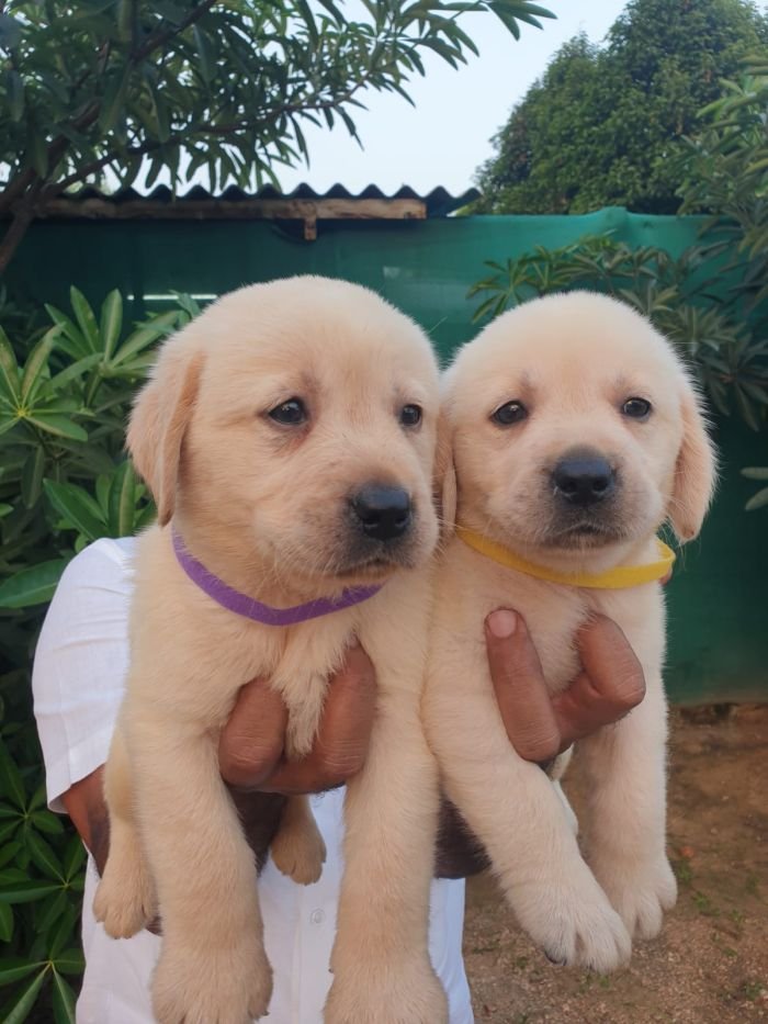 DogsIndia.com - Labrador Retriever - Vemo Outriders Kennel