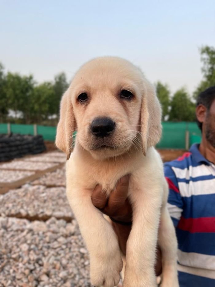 DogsIndia.com - Labrador Retriever - Vemo Outriders Kennel