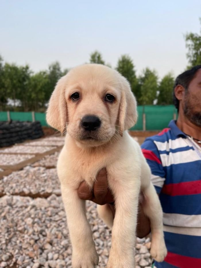 DogsIndia.com - Labrador Retriever - Vemo Outriders Kennel
