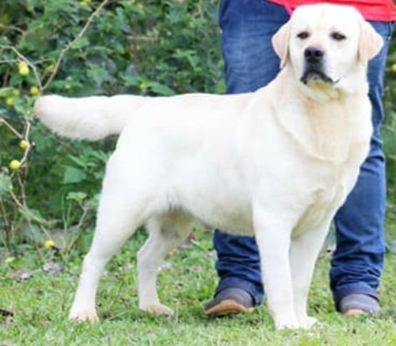 DogsIndia.com - Labrador Retriever - Vemo Outriders Kennel