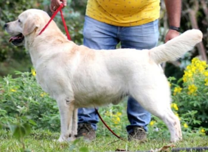 DogsIndia.com - Labrador Retriever - Vemo Outriders Kennel