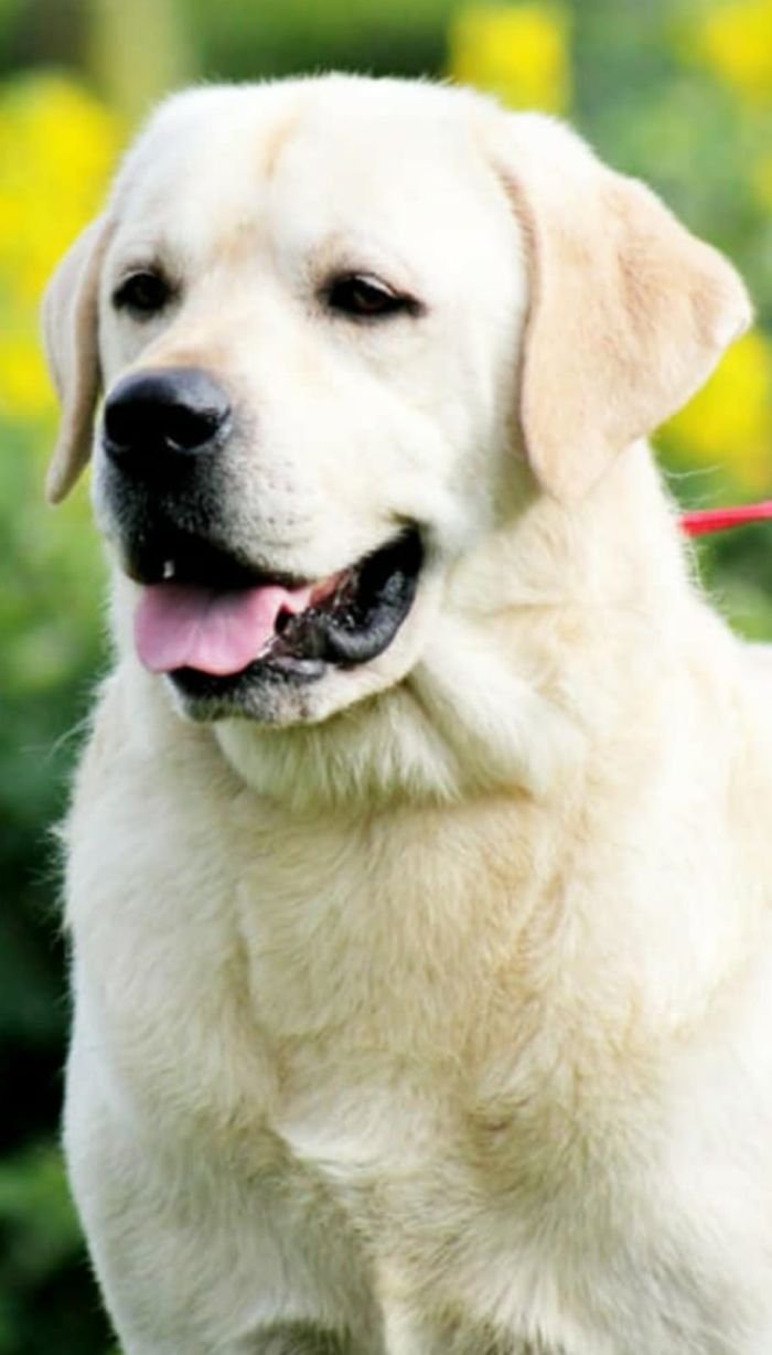 DogsIndia.com - Labrador Retriever - Vemo Outriders Kennel