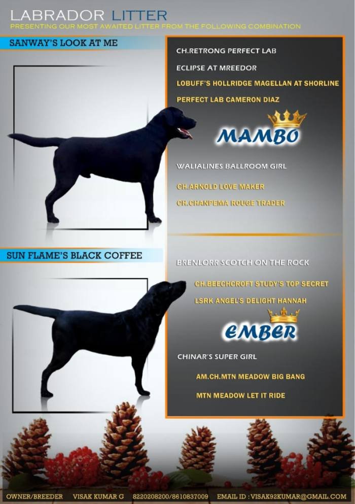 DogsIndia.com - Labrador Retriever - Visak Kumar