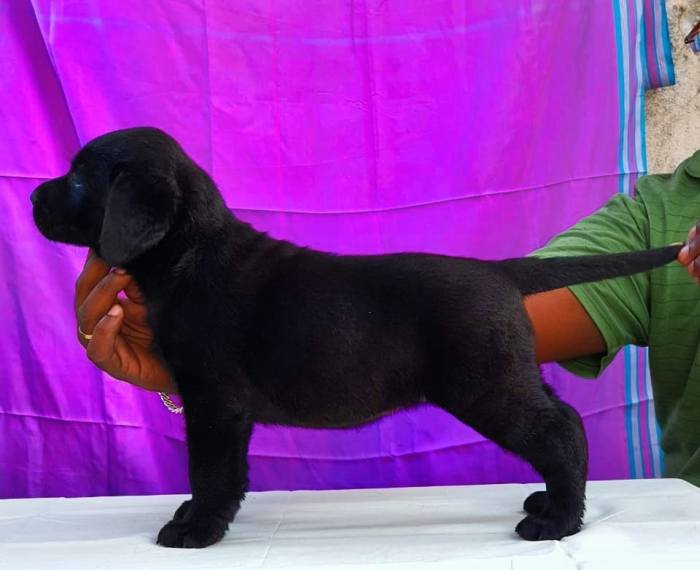 DogsIndia.com - Labrador Retriever - Visak Kumar
