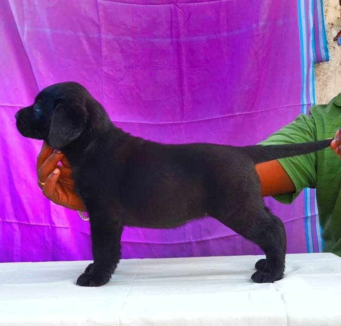 DogsIndia.com - Labrador Retriever - Visak Kumar